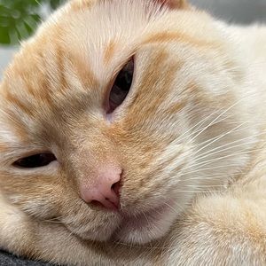 Meet your Posher, Sadie